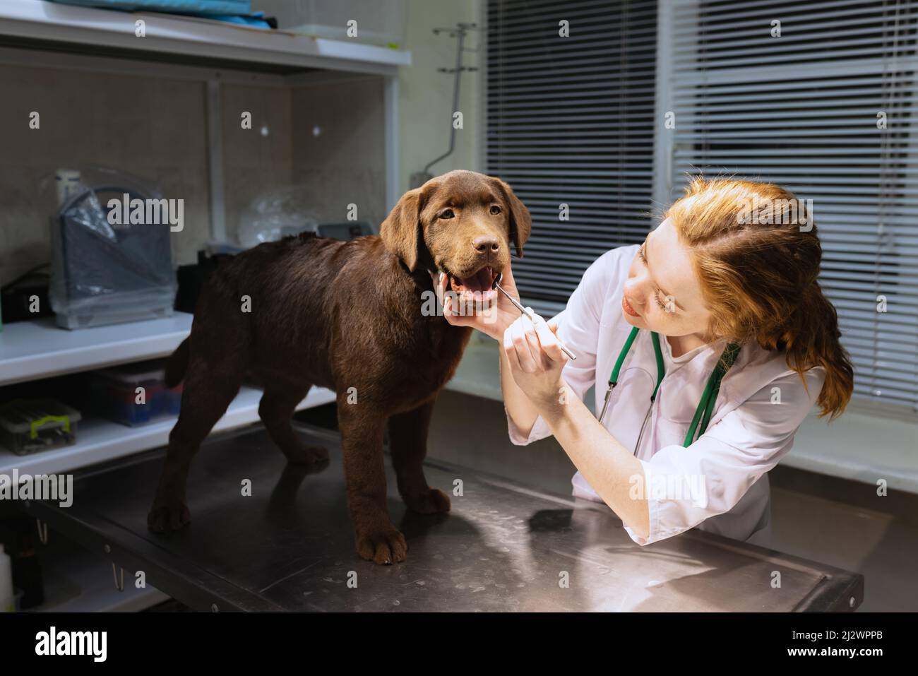 On examination by a vet doctor. Young beautiful woman, veterinary