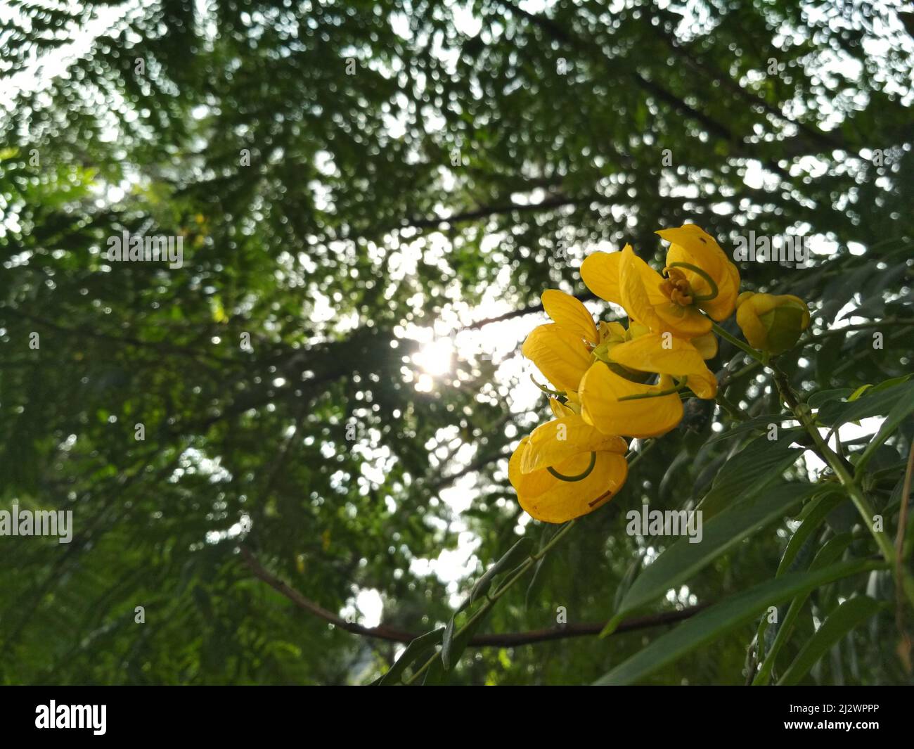 Senna spectabilis flower and it's plant is a species of the legume family (Fabaceae) in the subfamily Caesalpinioideae. Stock Photo