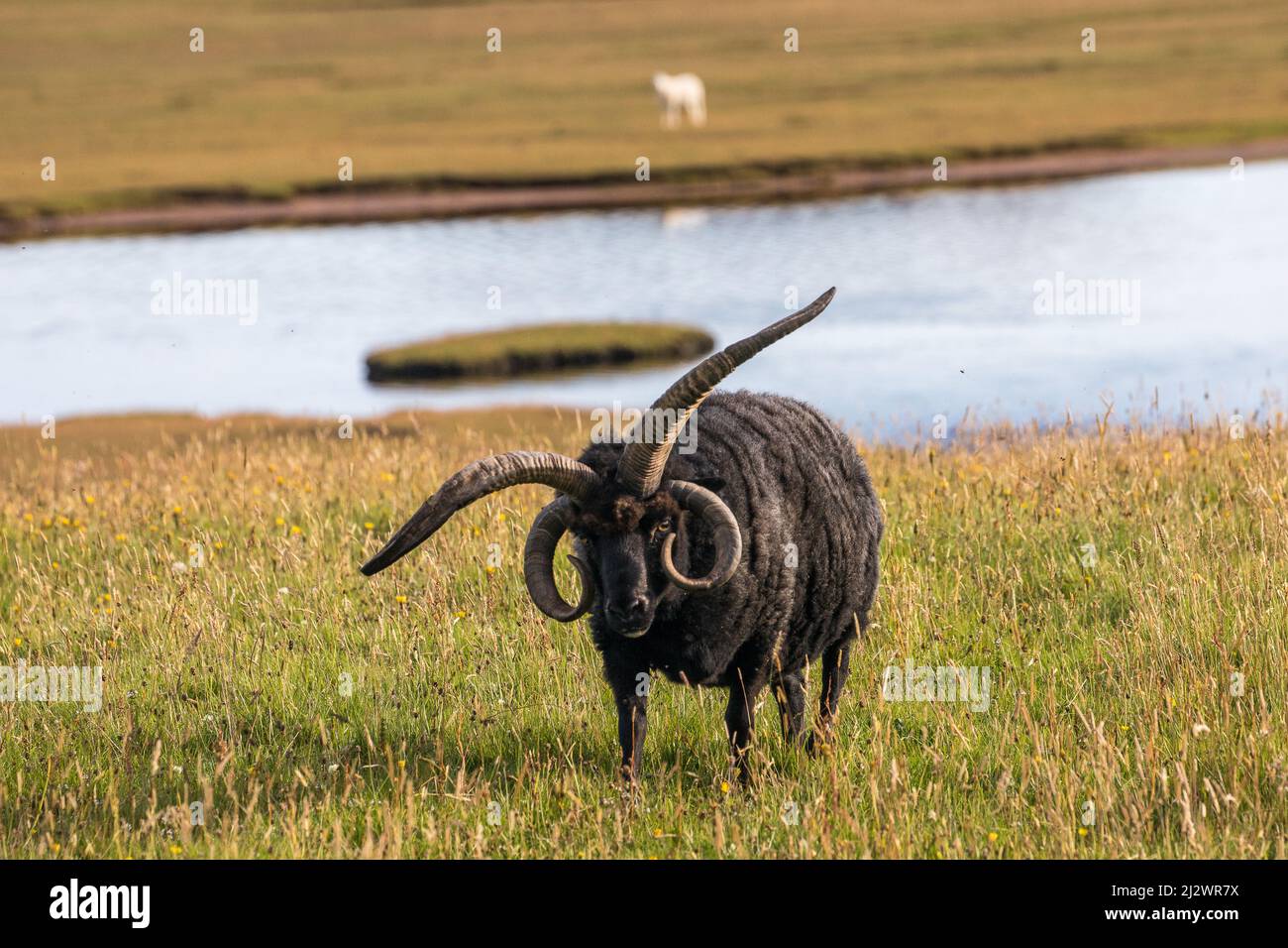 Black Sheep, a Hebridean, breed of sheep with two pairs of horns, Cogaich, Summer Isles, Scotland UK Stock Photo