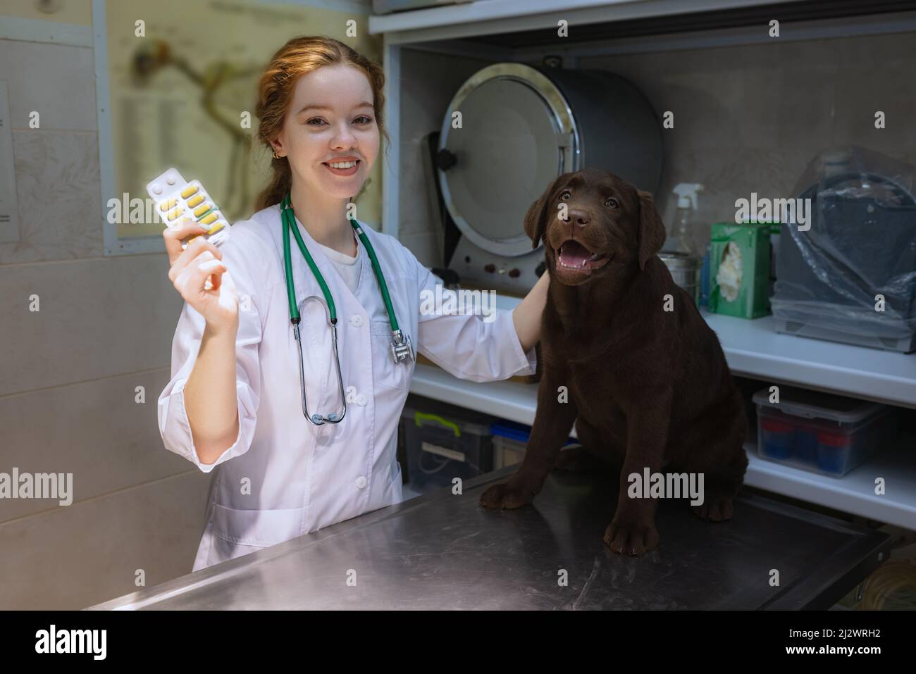 On examination by a vet doctor. Young beautiful woman, veterinary
