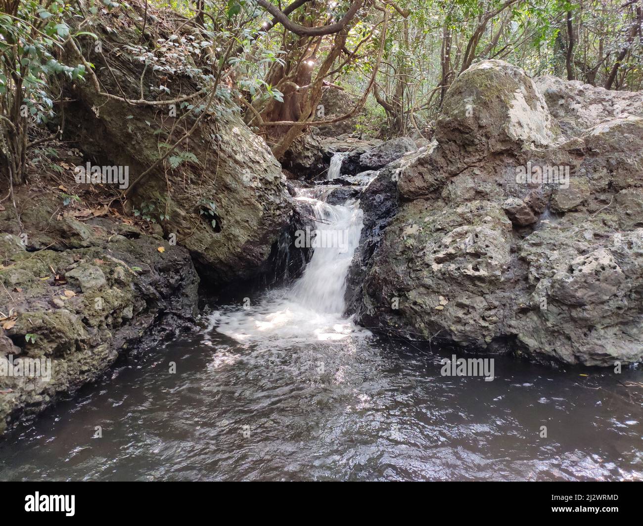 Flowing stream through small forest hi-res stock photography and images ...