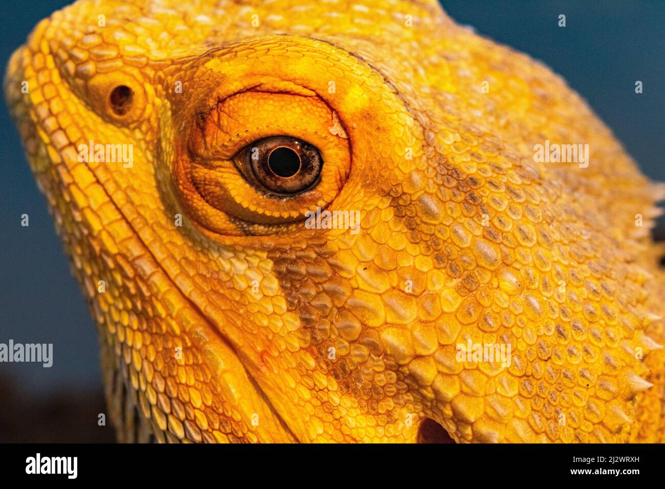 Colourful, Portrait Image of a Bearded Dragon (Pogona vitticeps