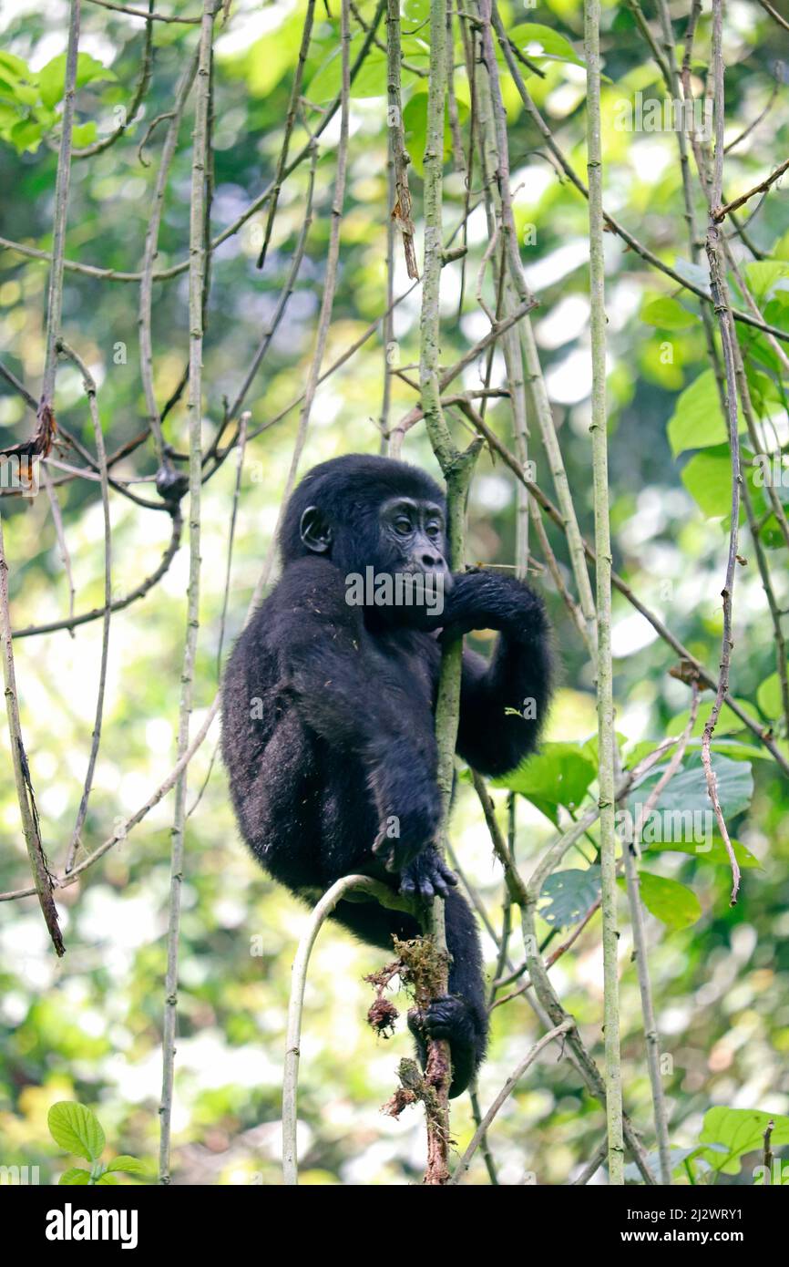 gorilla family tree