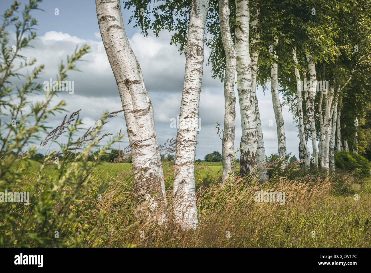 Birch trees at the edge of a field near Marx, East Friesland, Lower Saxony, Germany, Europe Stock Photo