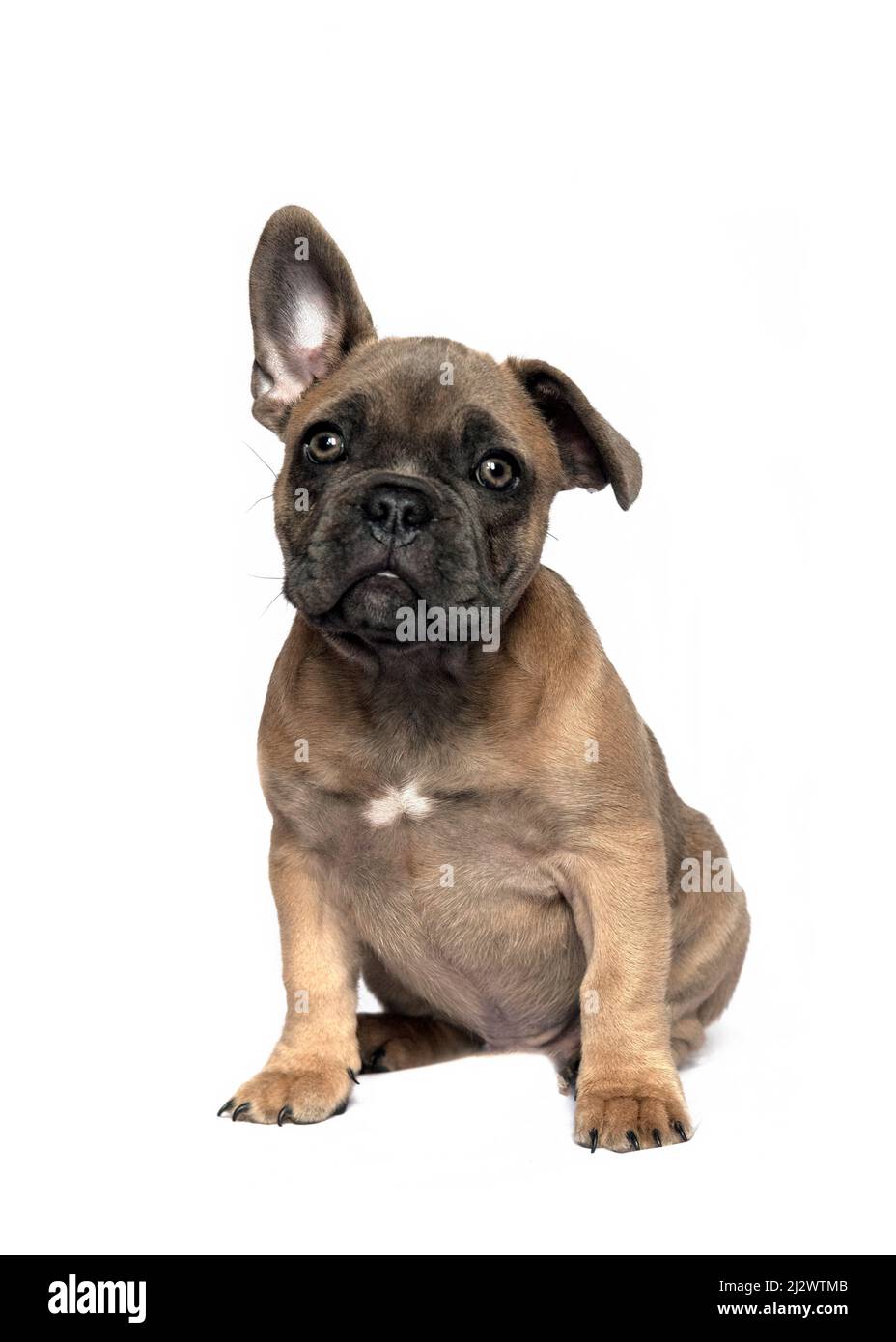 Beautiful cute french bulldog puppy sat with one ear up looking above the camera, isolated on a white background Stock Photo
