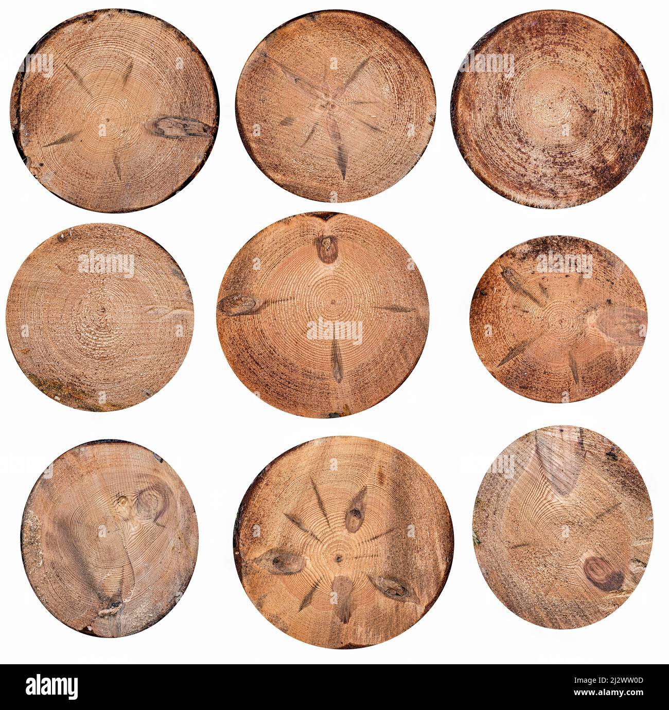 Different types of pine wood sections. Isolated background Stock Photo