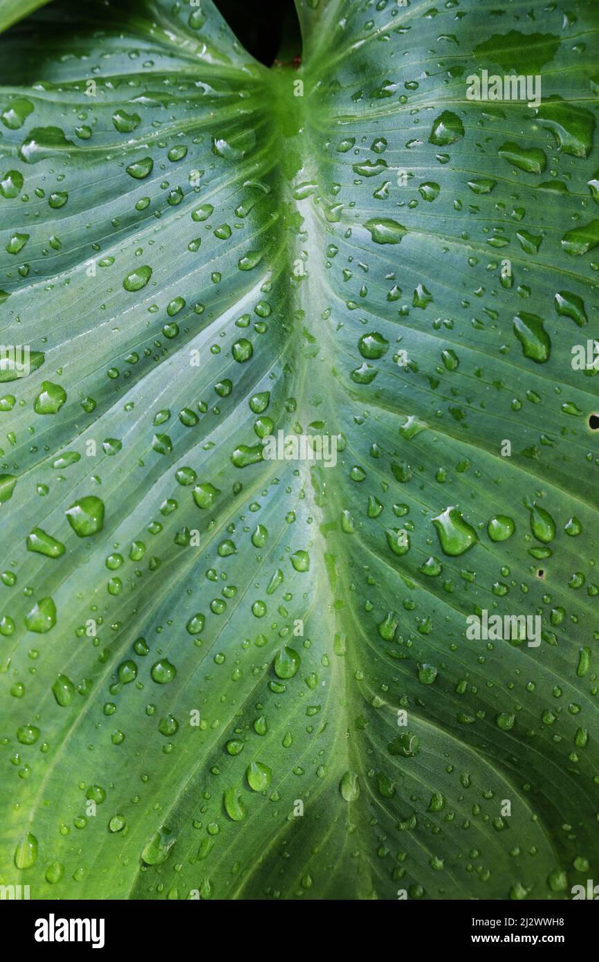 Leaf of Arum Lily with raindrops Stock Photo Alamy