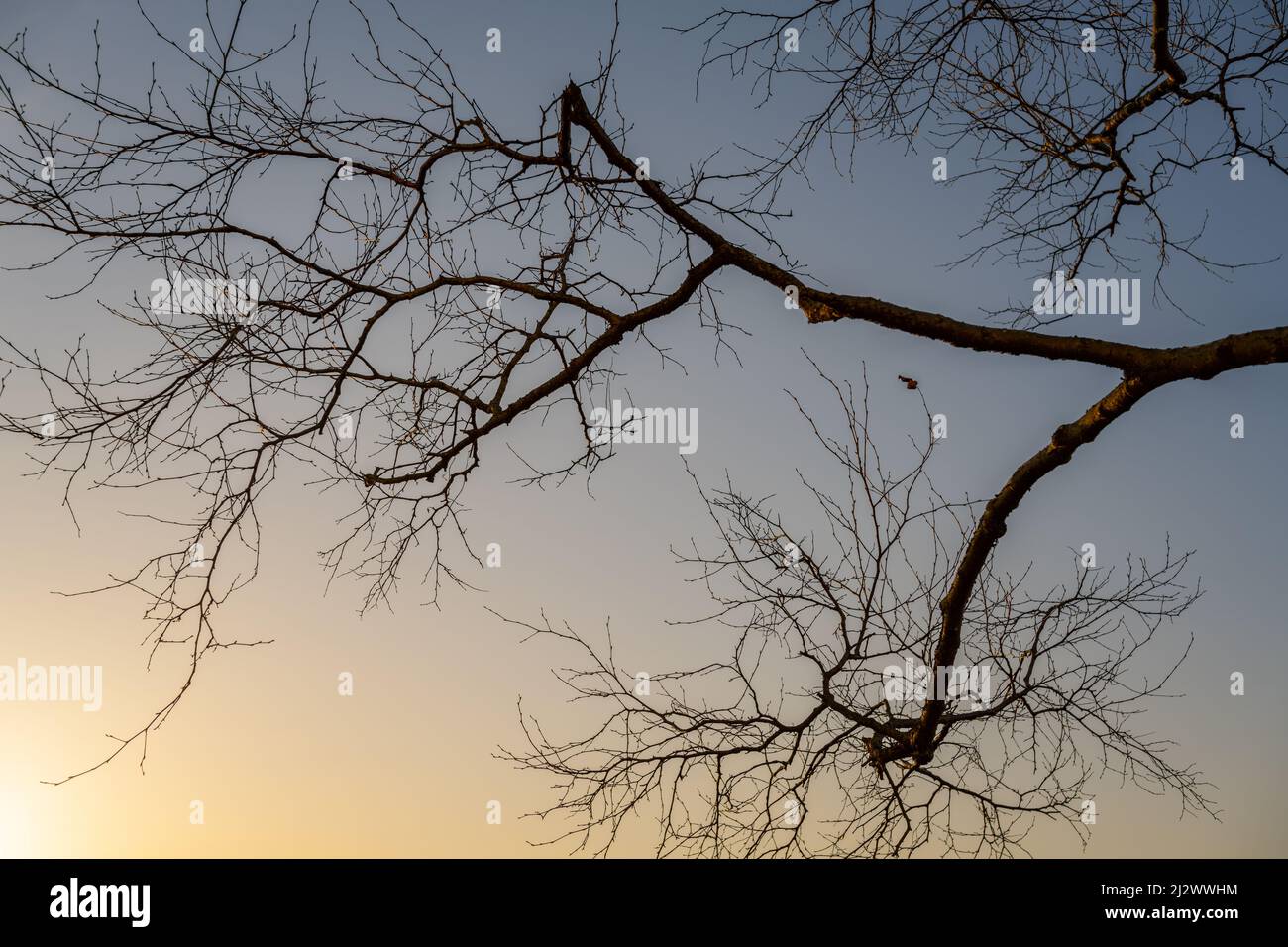 Tree branch silhouette over blue sky background Stock Photo - Alamy