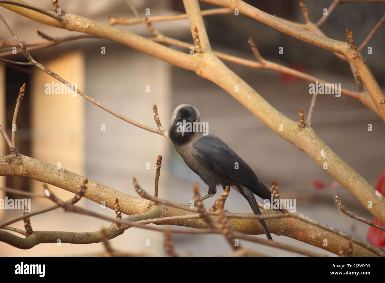 The black crow is sitting on the branch of the almond tree. Stock Photo