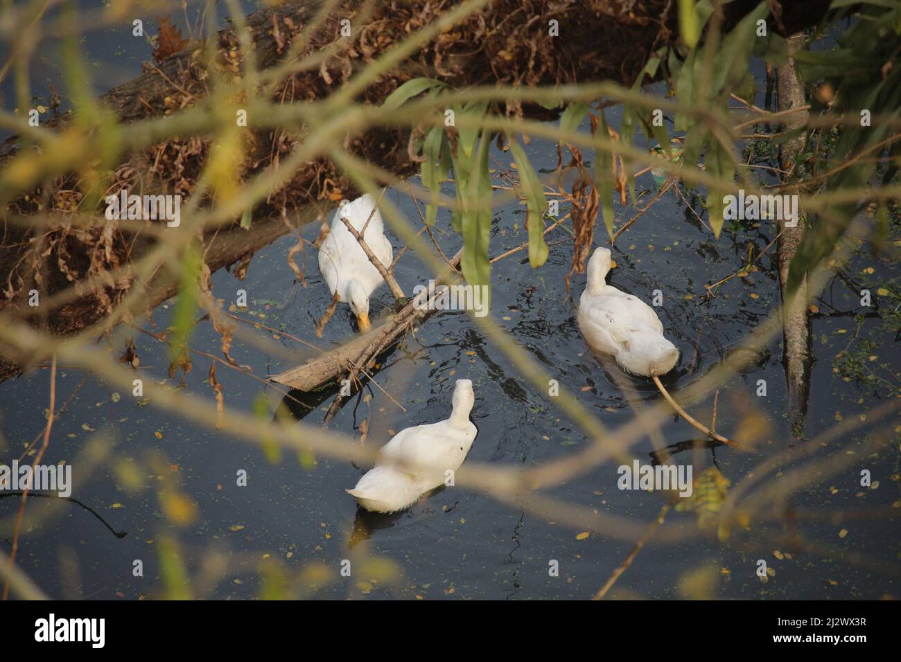 Some white ducks are swimming in the black water. Stock Photo