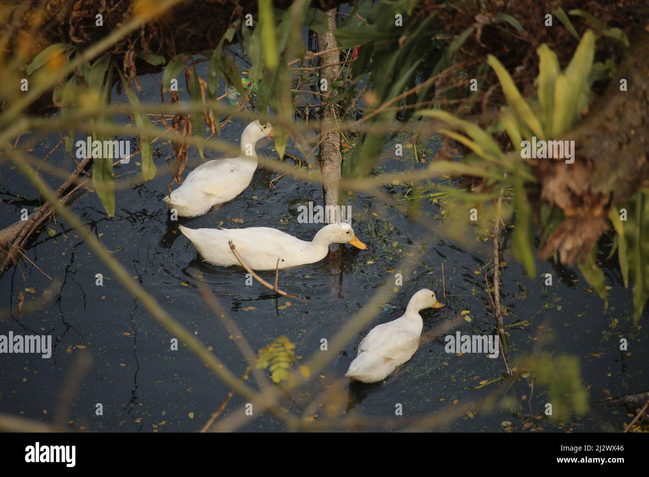 Some white ducks are swimming in the black water. Stock Photo