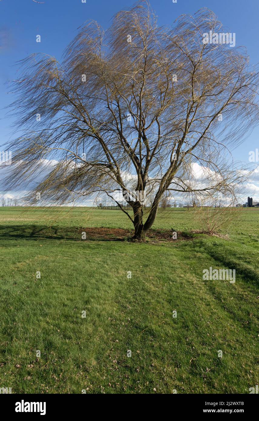 Weeping willow tree Stock Photo - Alamy