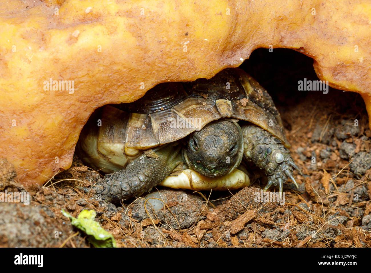 Pet Hermanns tortoise (Testudo hermanni) Stock Photo