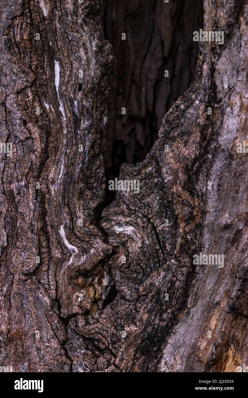 Artistic patterns can be seen in the bark of a damaged tree Stock Photo