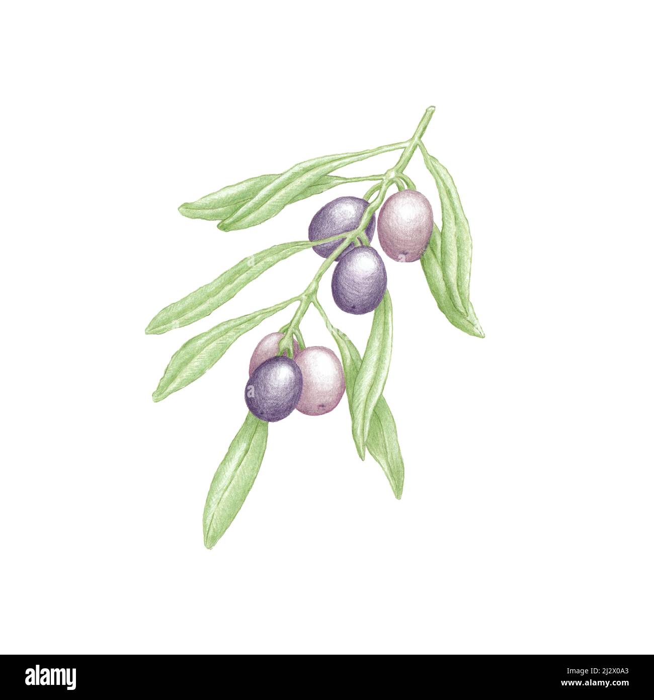 Olive branch with green olives watercolor illustration Stock Photo