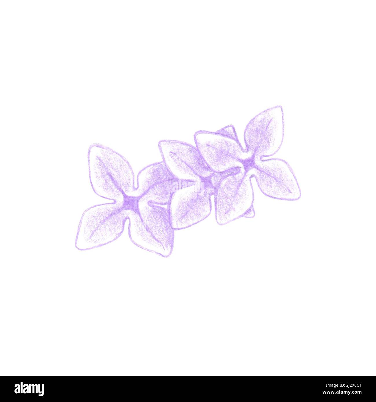 https://c8.alamy.com/comp/2J2X0CT/colored-pencils-sketch-of-lilac-flowers-violet-syringa-vulgaris-bloom-hand-drawn-as-botanical-illustration-isolated-on-white-2J2X0CT.jpg