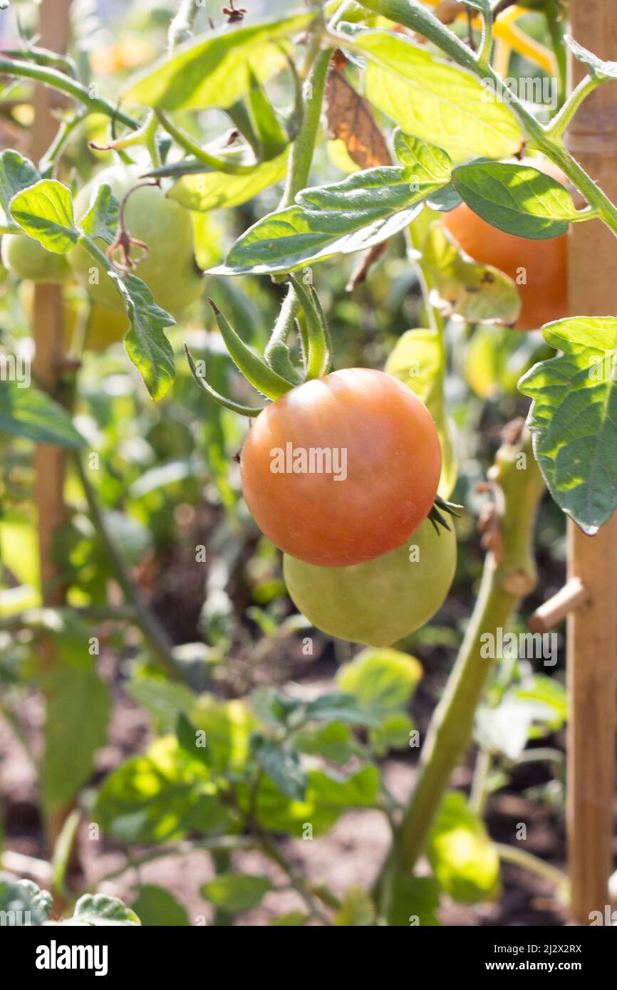 Green tomatoes ripen in the garden. Tomatoes on a branch in the process