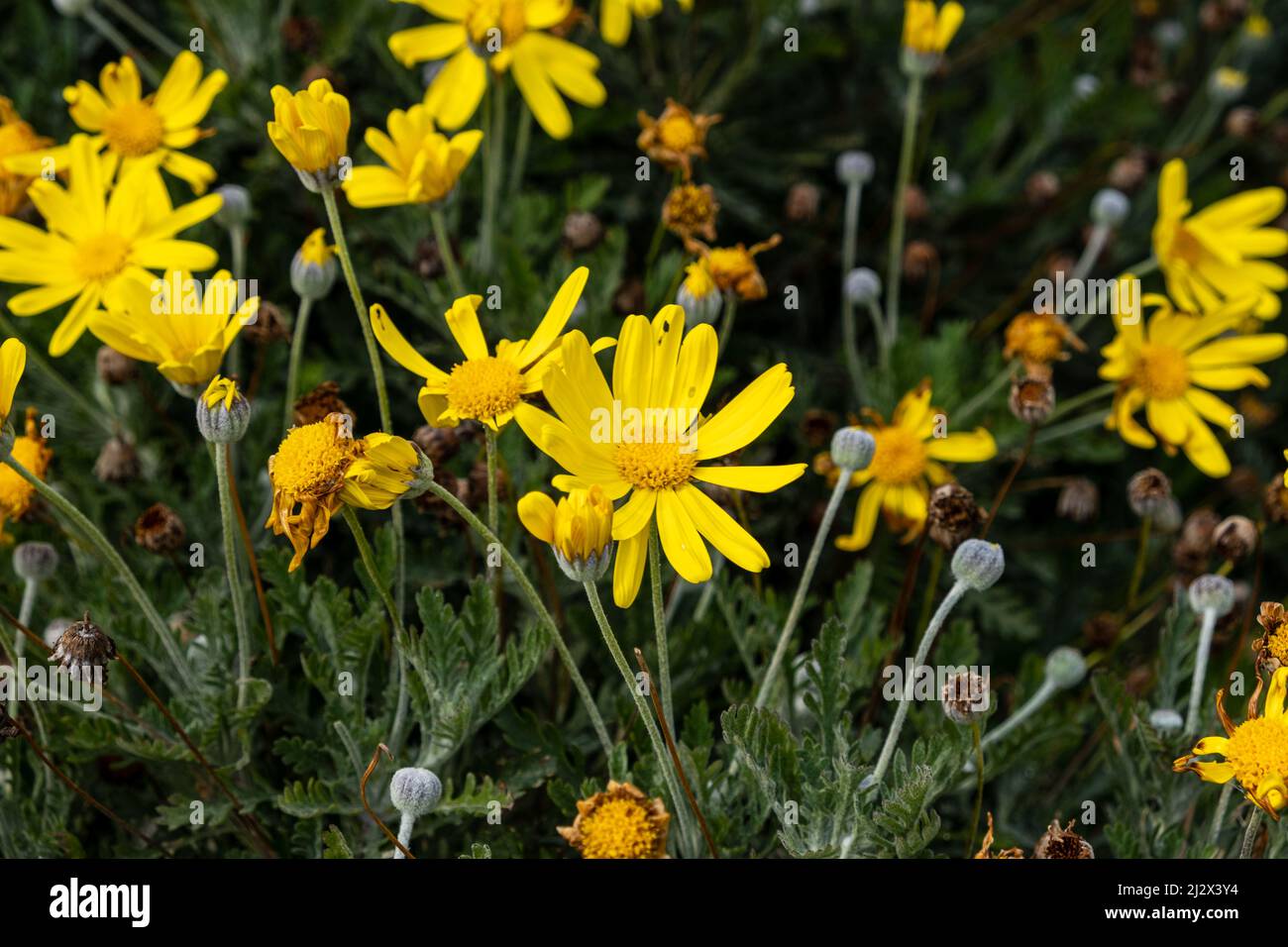 Grey-leaved euryops flowers.  Also known as Golden daisy bush and Euryops Pectinatus Stock Photo