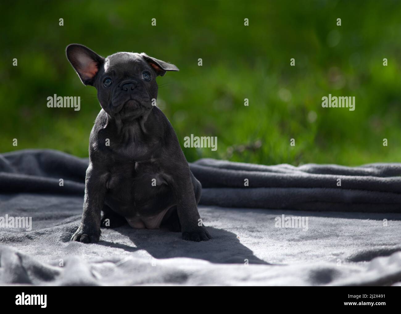 Charming funny blue eyed French bulldog puppy looking up into empty space outdoors on a summers day  green grass background   ideal for copy space tex Stock Photo