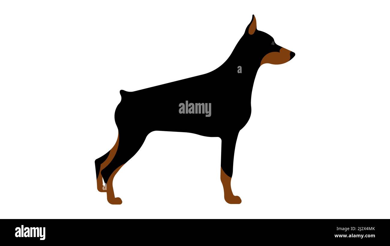 Doberman. Full height dog, side view, silhouette. Vector isolated illustration of a thoroughbred dog. Stock Vector