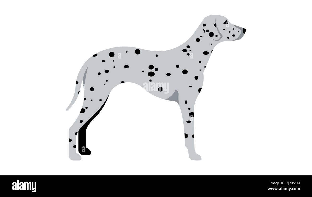 Dalmatian. Full height dog, silhouette. Vector isolated illustration of a thoroughbred dog. Stock Vector