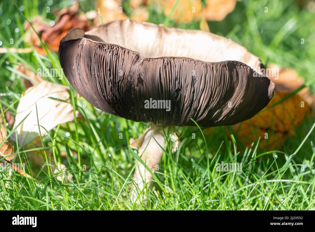 Field mushroom in grass in a garden during autumn Stock Photo