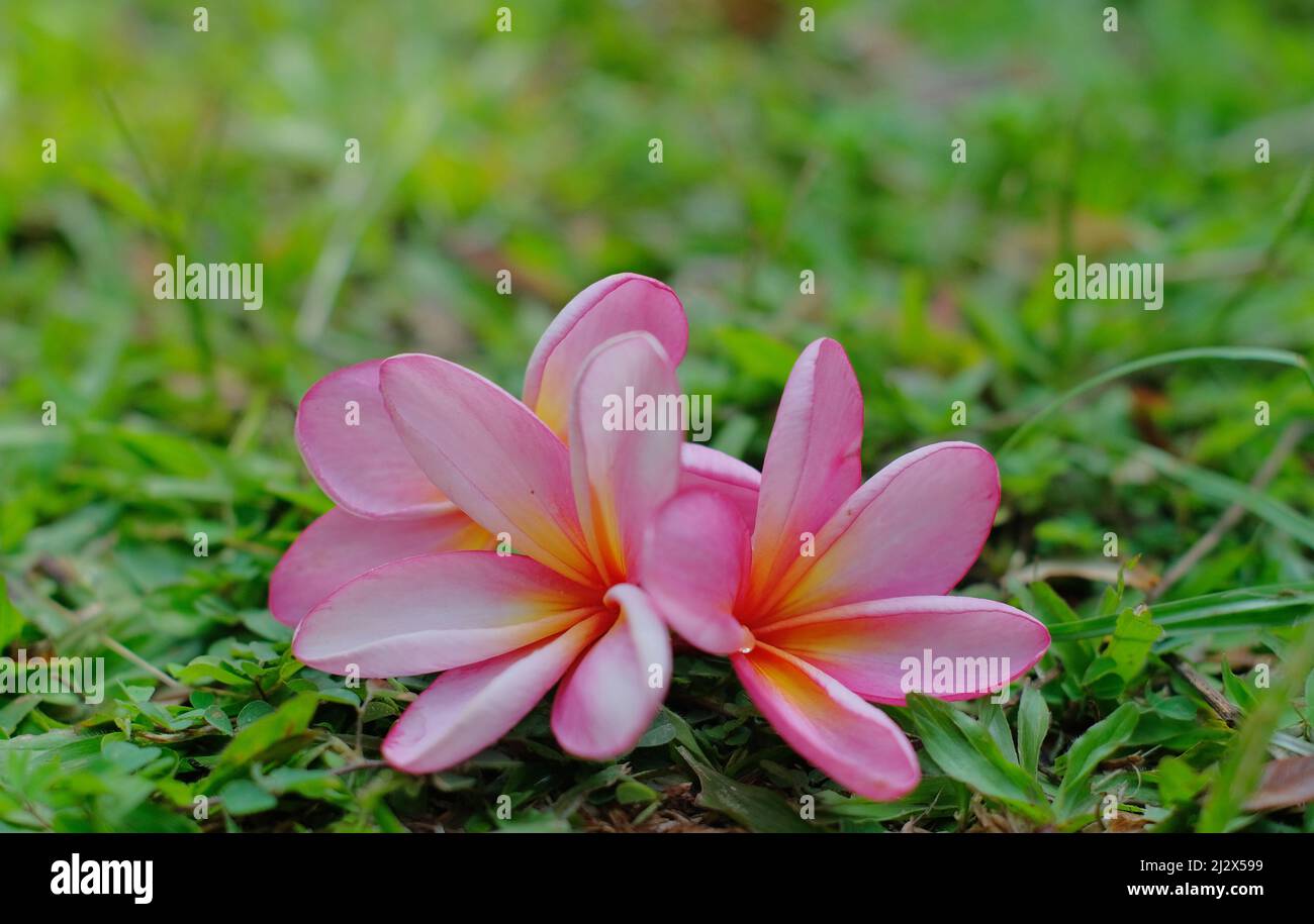 Frangipani Flower Frangipani flower blooms with a blur background