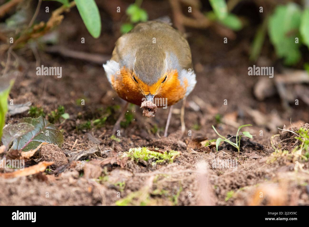 European robin catching a caterpillar in garden border which has been cleared of leaf litter by gardener in spring - UK Stock Photo
