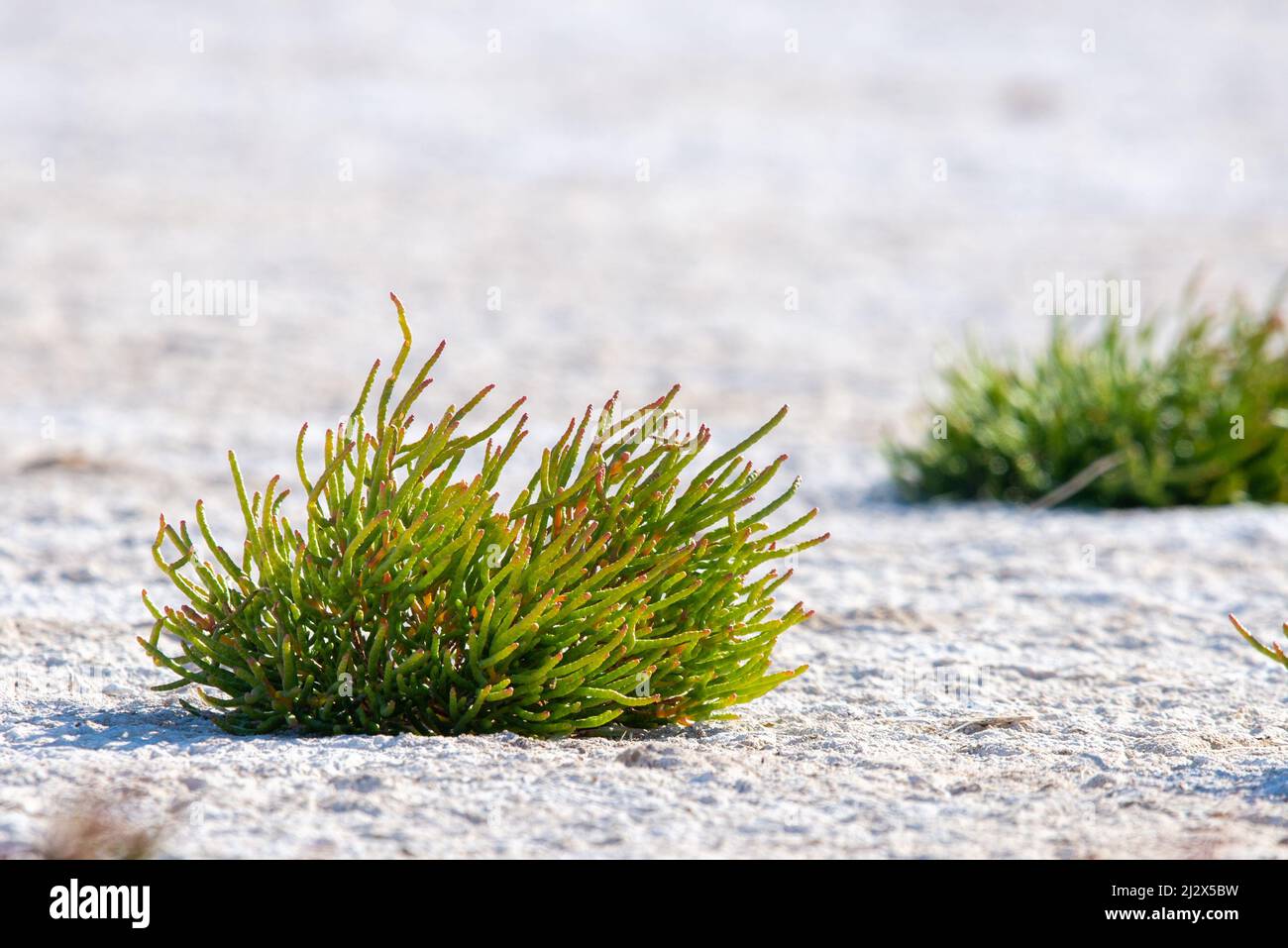 Salicornia. Common glasswort close up on a salt lake. Stock Photo