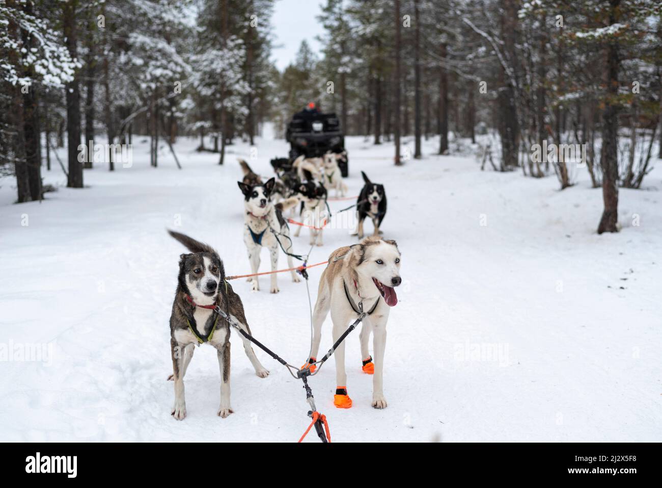 Siberian huskies, Lapland, Finland Stock Photo
