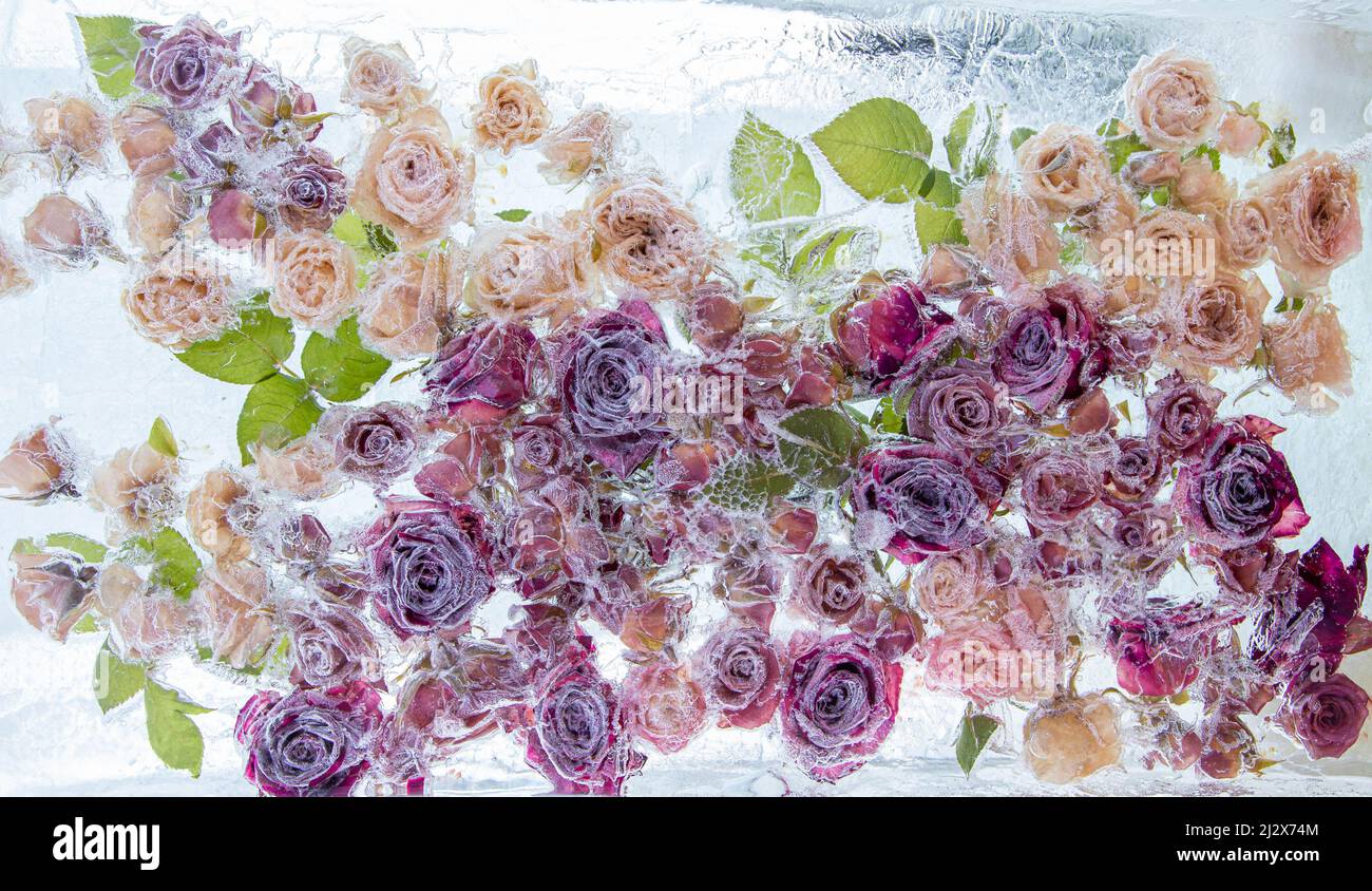 Frozen Flower ice background. Fresh beautiful flower of and air bubbles in the ice cube. Frozen Flora Stock Photo