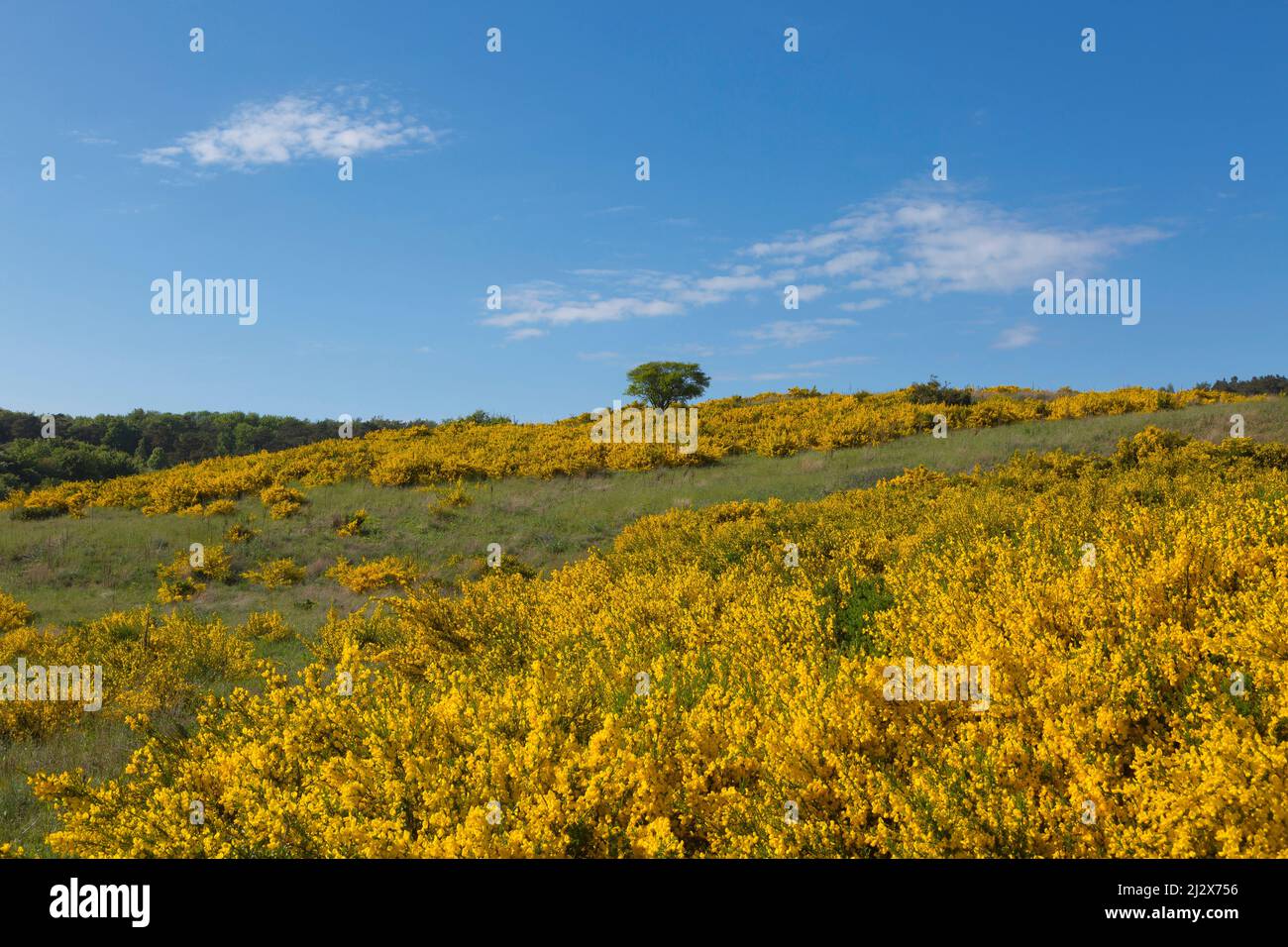 Gorse broom hires stock photography and images Alamy