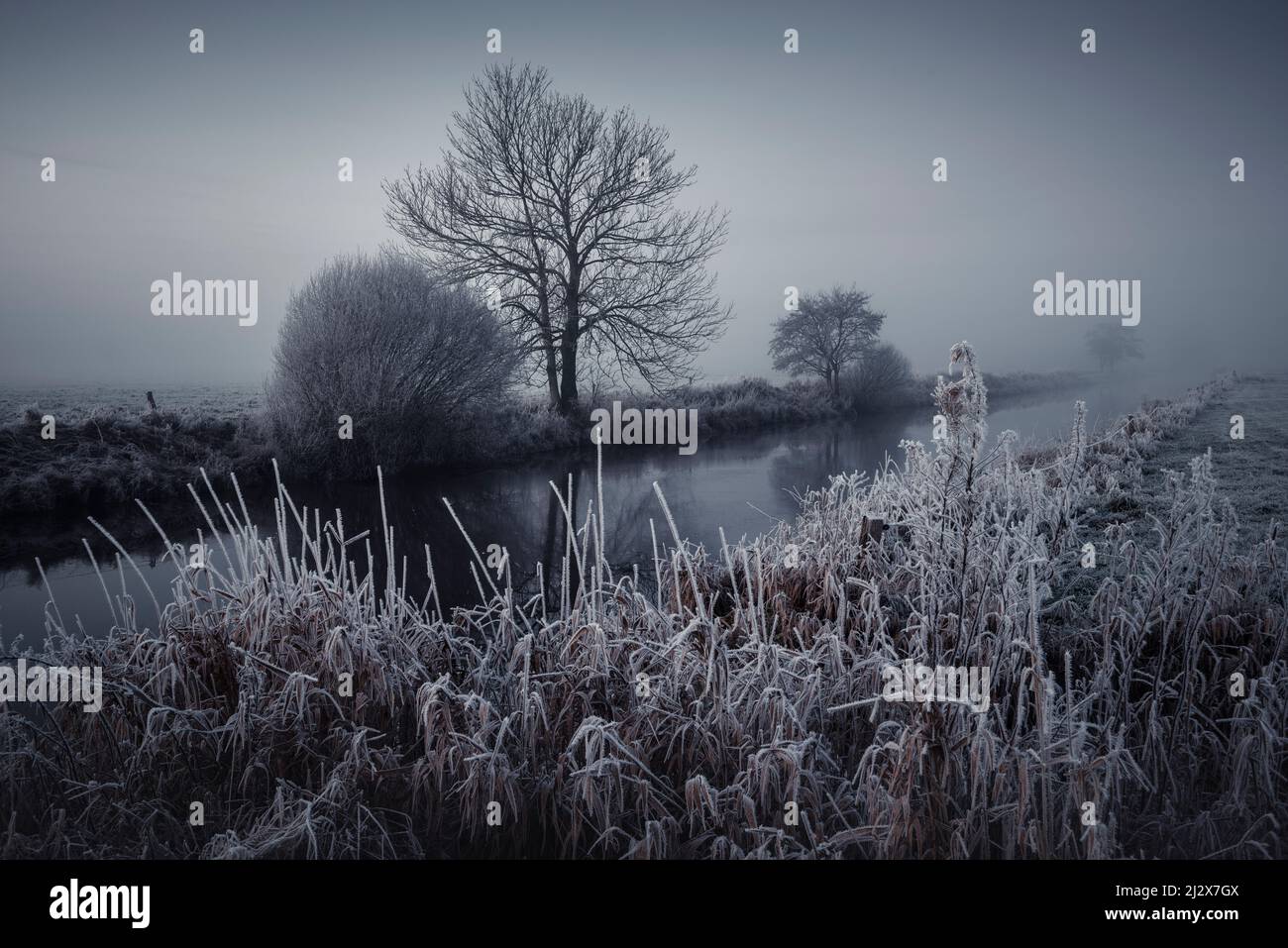 Reeds in frost and fog at Friedeburger Tief, Etzel, East Frisia, Lower Saxony, Germany, Europe Stock Photo