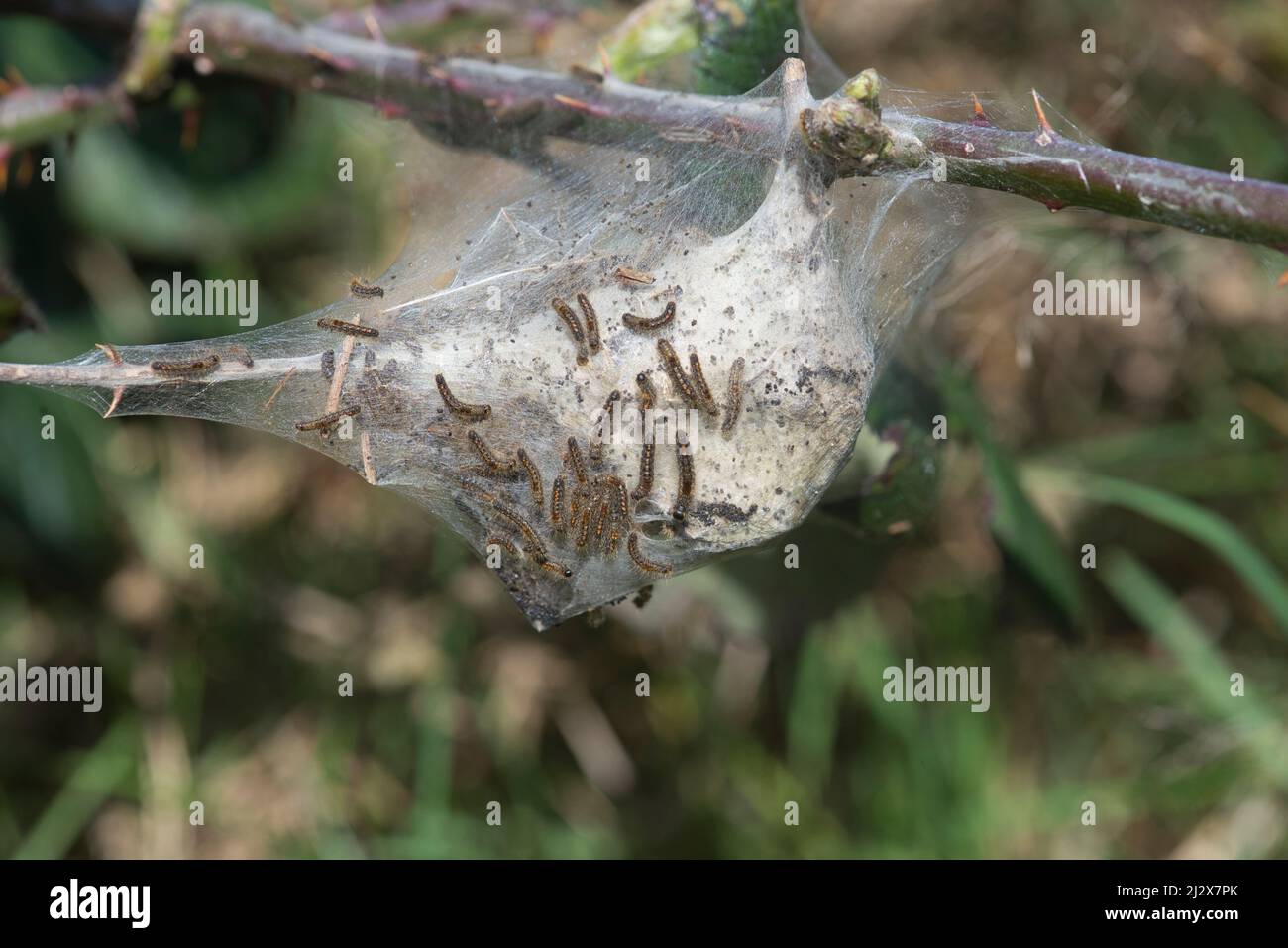 Browntail moth (Euproctis chrysorrhoea). Larval nest or tent