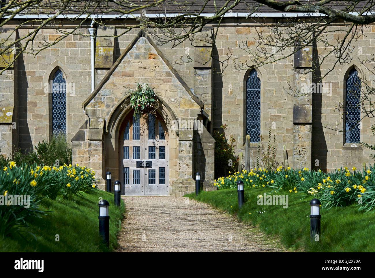 Springtime daffodils line the path to the porch of All Saints Church in the village of Lund, East Yorkshire, England UK Stock Photo