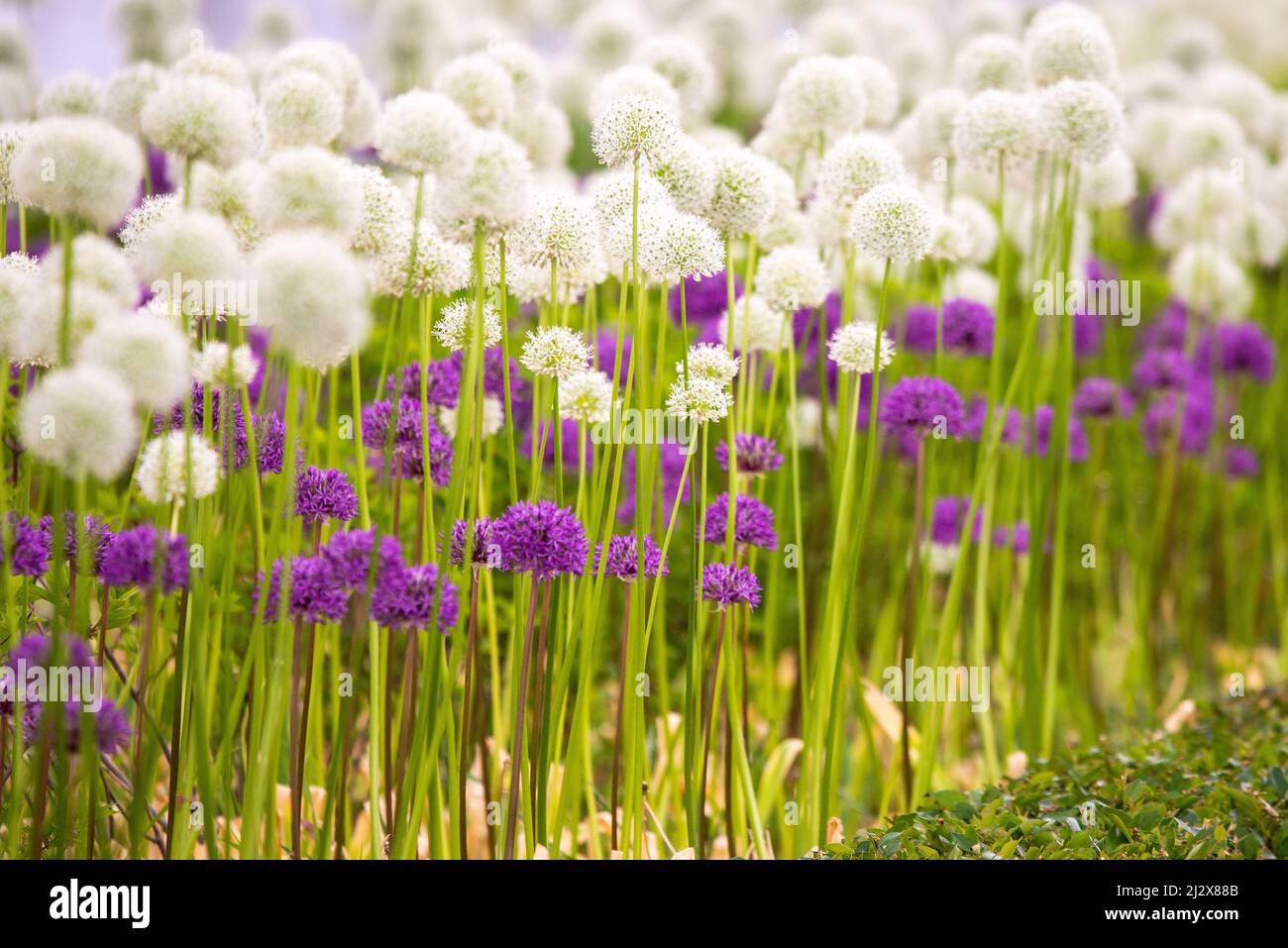 Blooming white and violet decorative onion plant in garden. Flower
