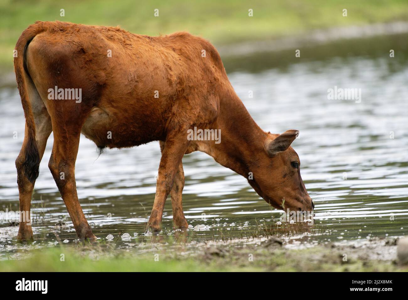 Asian Cows grazing and calf day Stock Photo