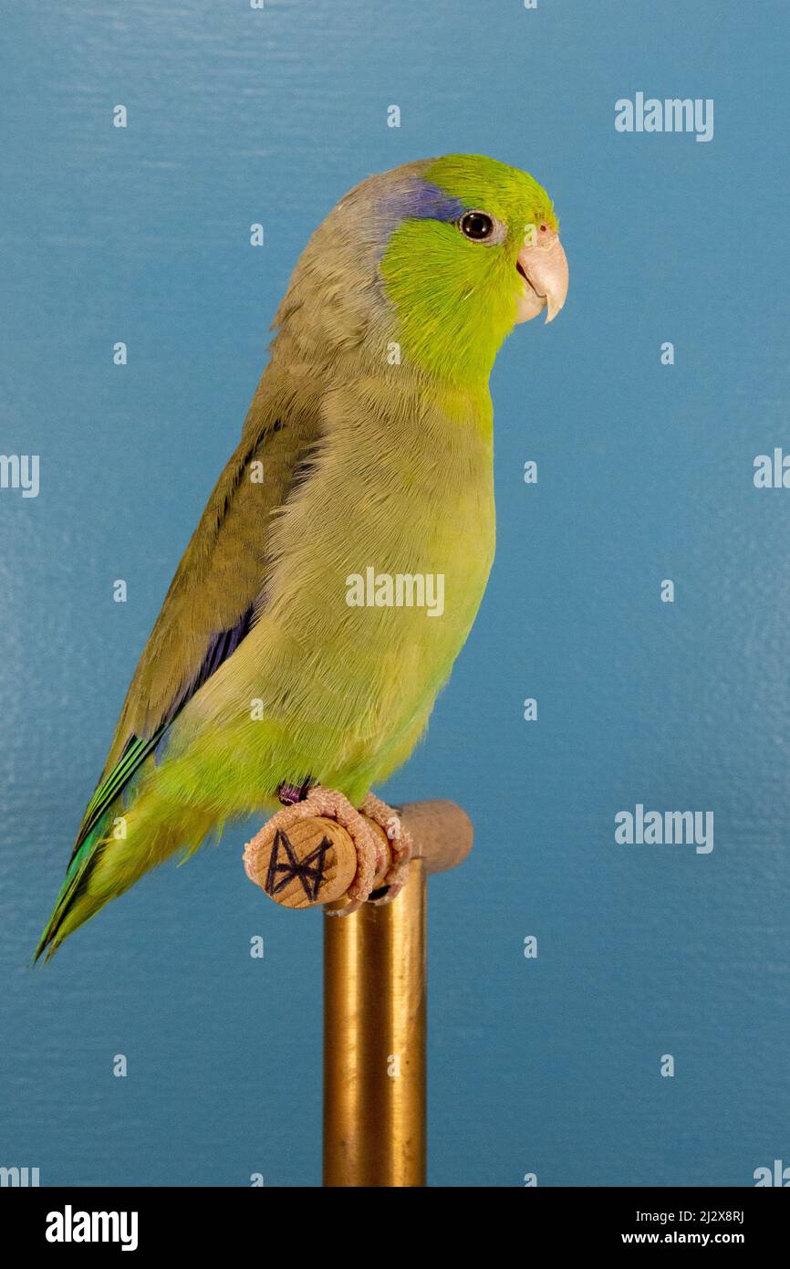 A vertical closeup of the Pacific parrotlet, Forpus coelestis on the perch. Stock Photo