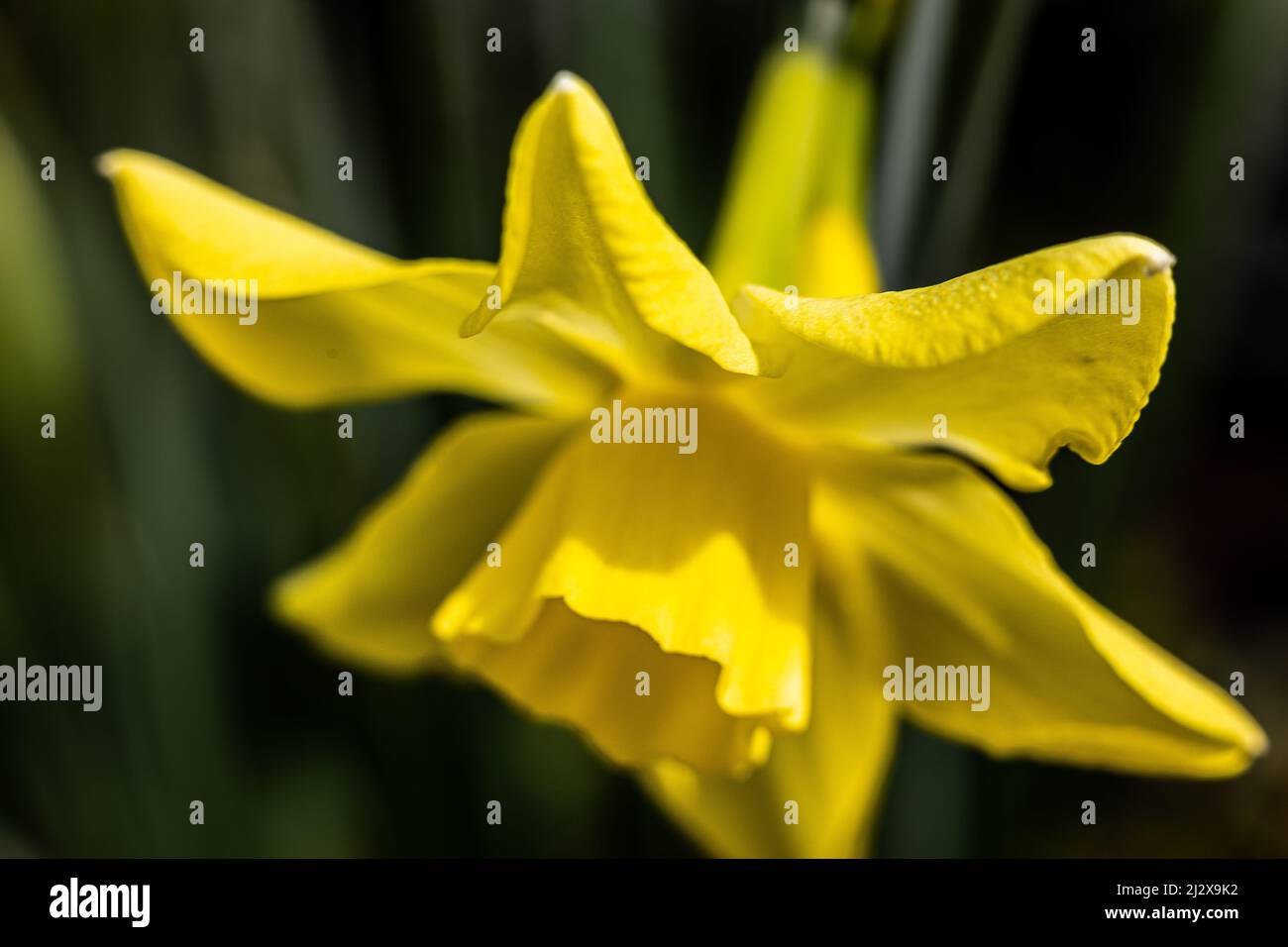 Narcissus 'Hillstar' AGM Daffodil Div 7 Jonquilla Stock Photo