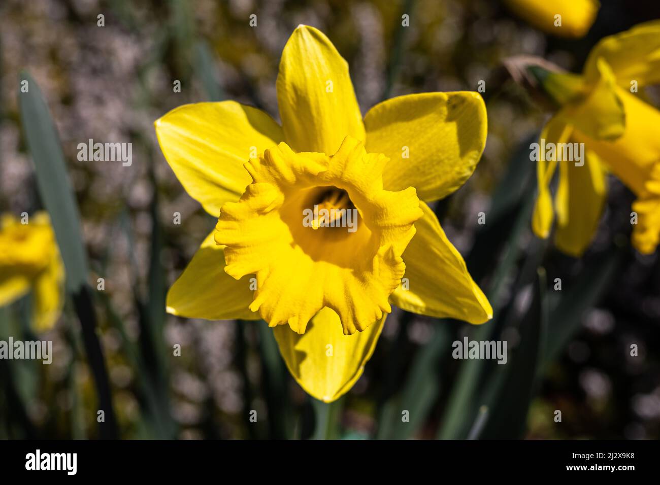 Narcissus 'Standard Value' Daffodil Division 1 Trumpet Stock Photo