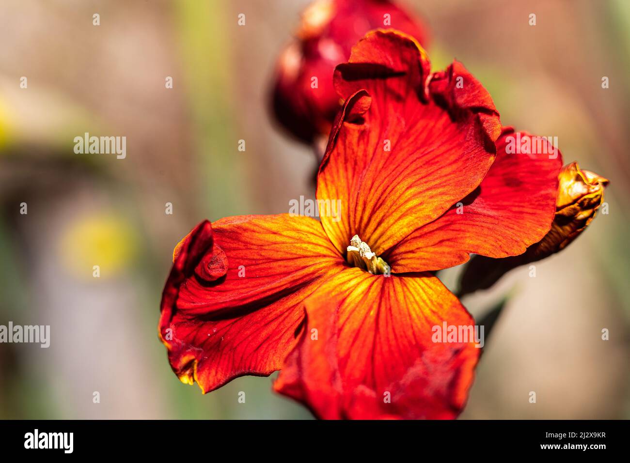 Erysimum - Wallflower Fire king. flowering on a spring day showing the flowers detail Stock Photo
