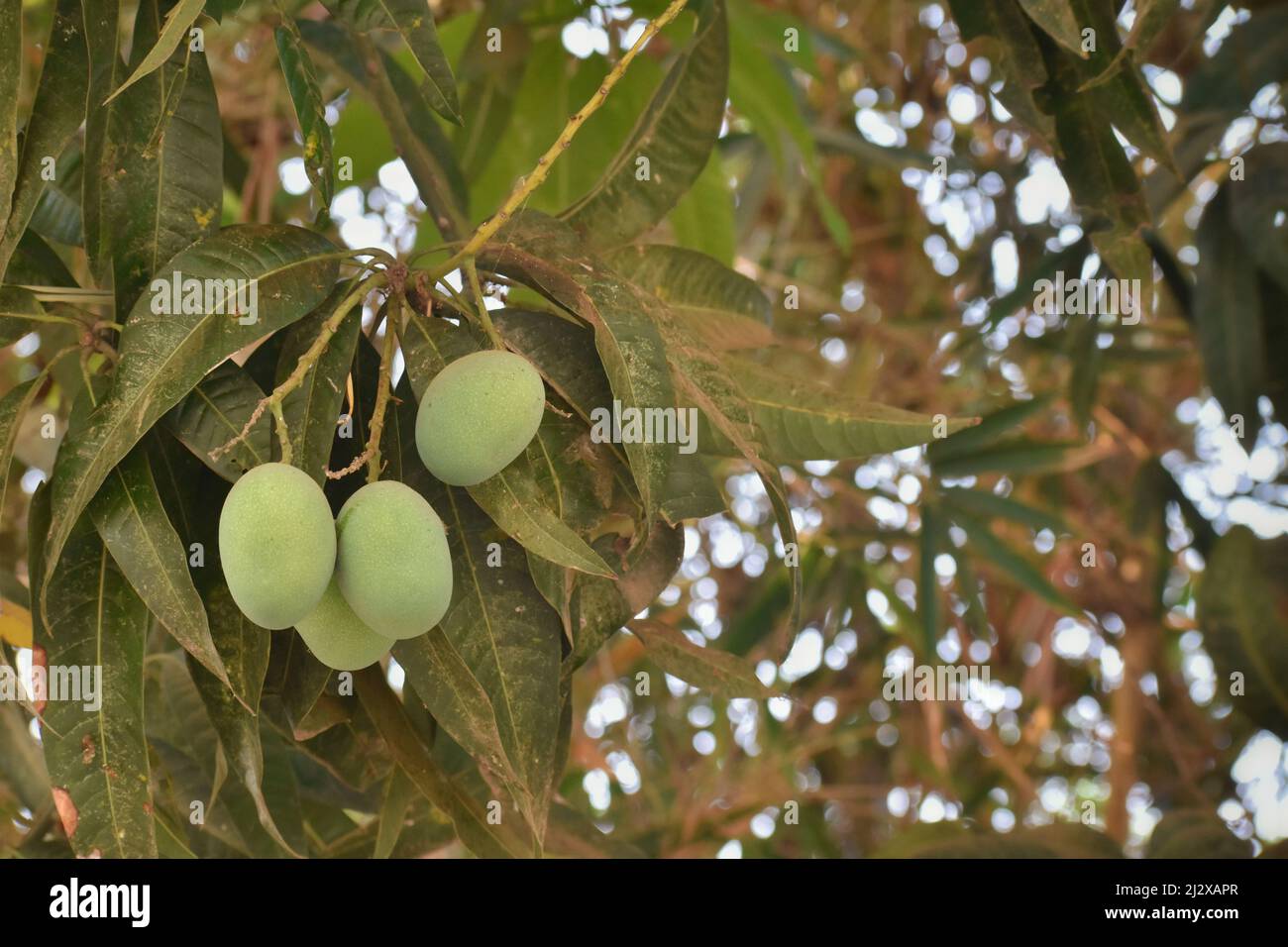 A Selective focus Picture of Raw green Mangoes hanging from Tree in