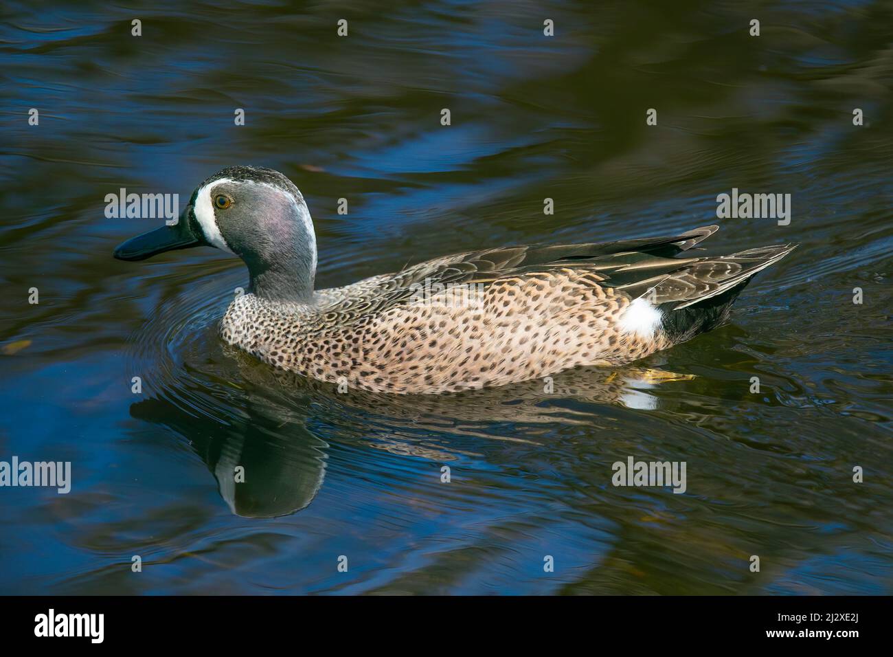 A male blue-winged teal duck swims across a pond in the Florida Everglades. Stock Photo