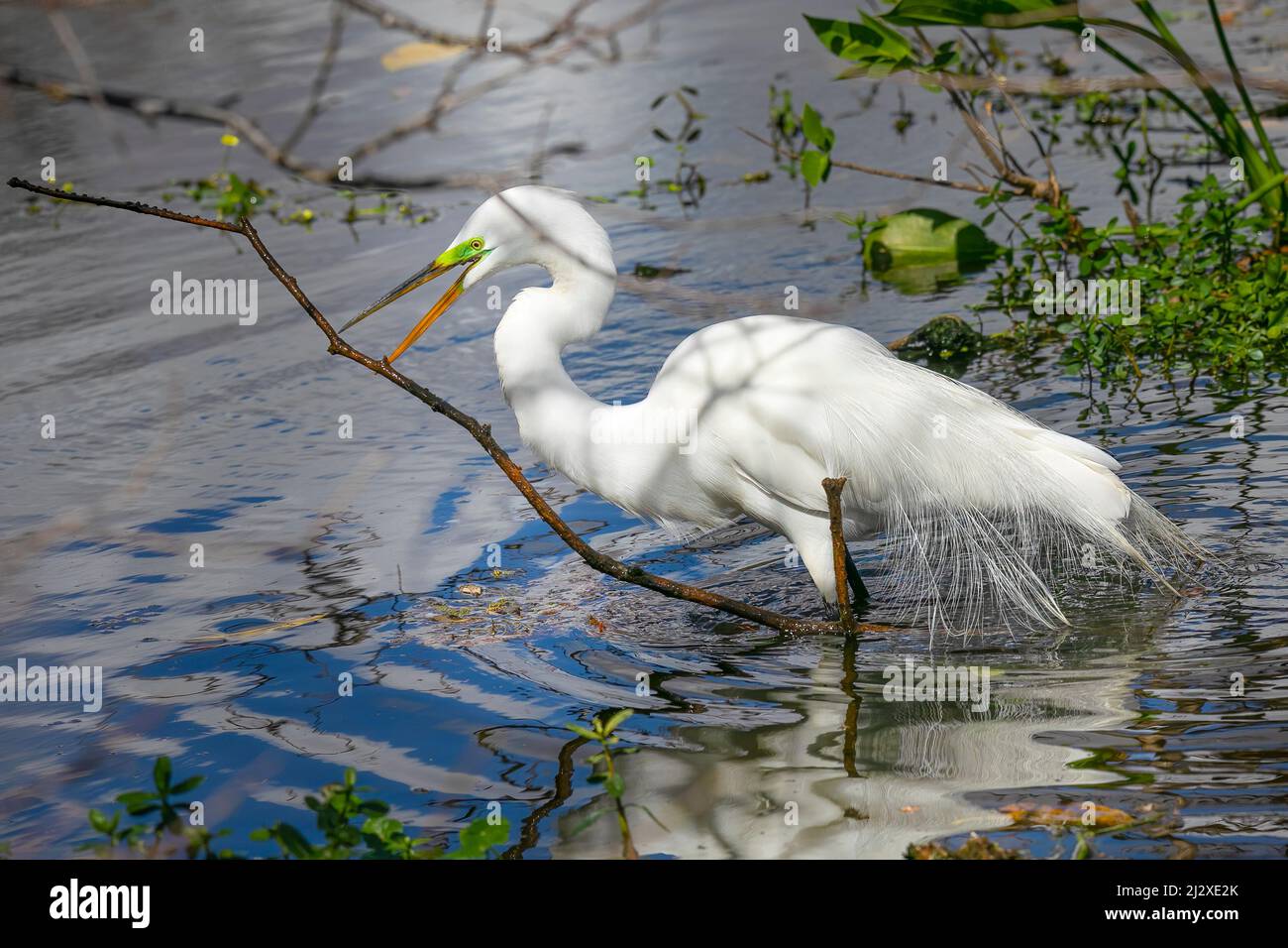 A great white egret finds a nice branch to bring back to its nest. Stock Photo