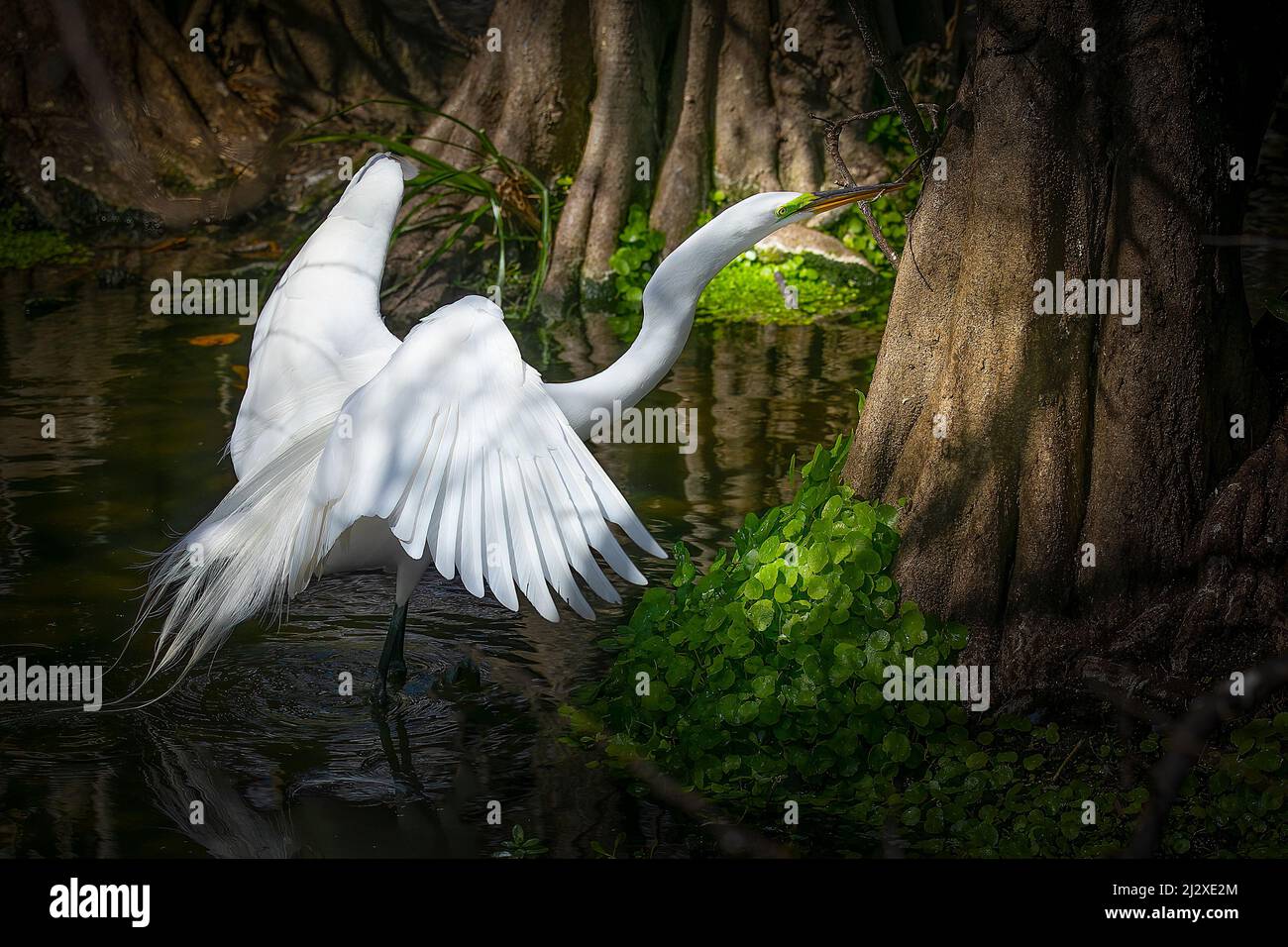 A great white egret inspects a tree for suitable twigs to bring back to the nest. Stock Photo