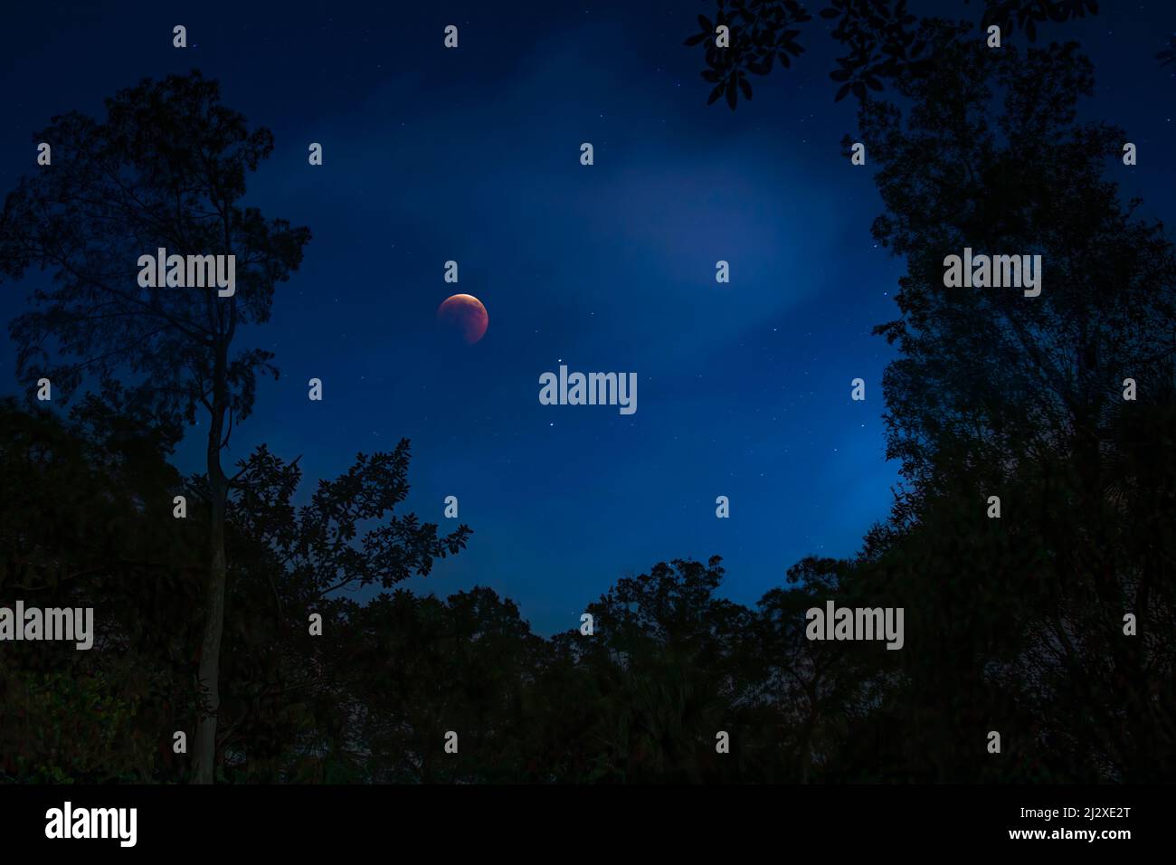 A blood moon lunar eclipse glows in the sky over the Florida Everglades. Stock Photo