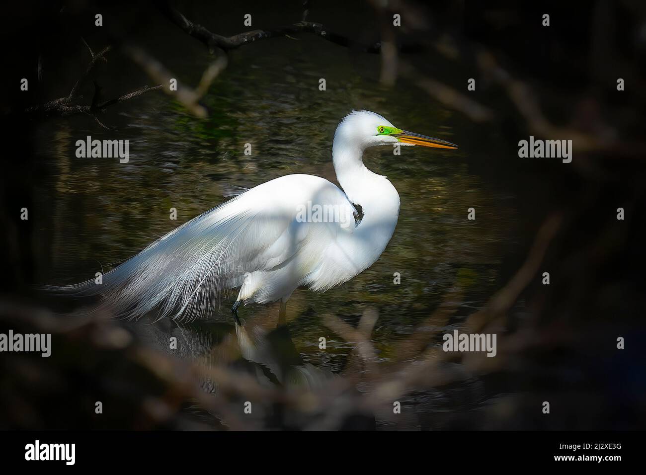 A great white egret is illuminated by the setting sun in Everglades National Park. Stock Photo