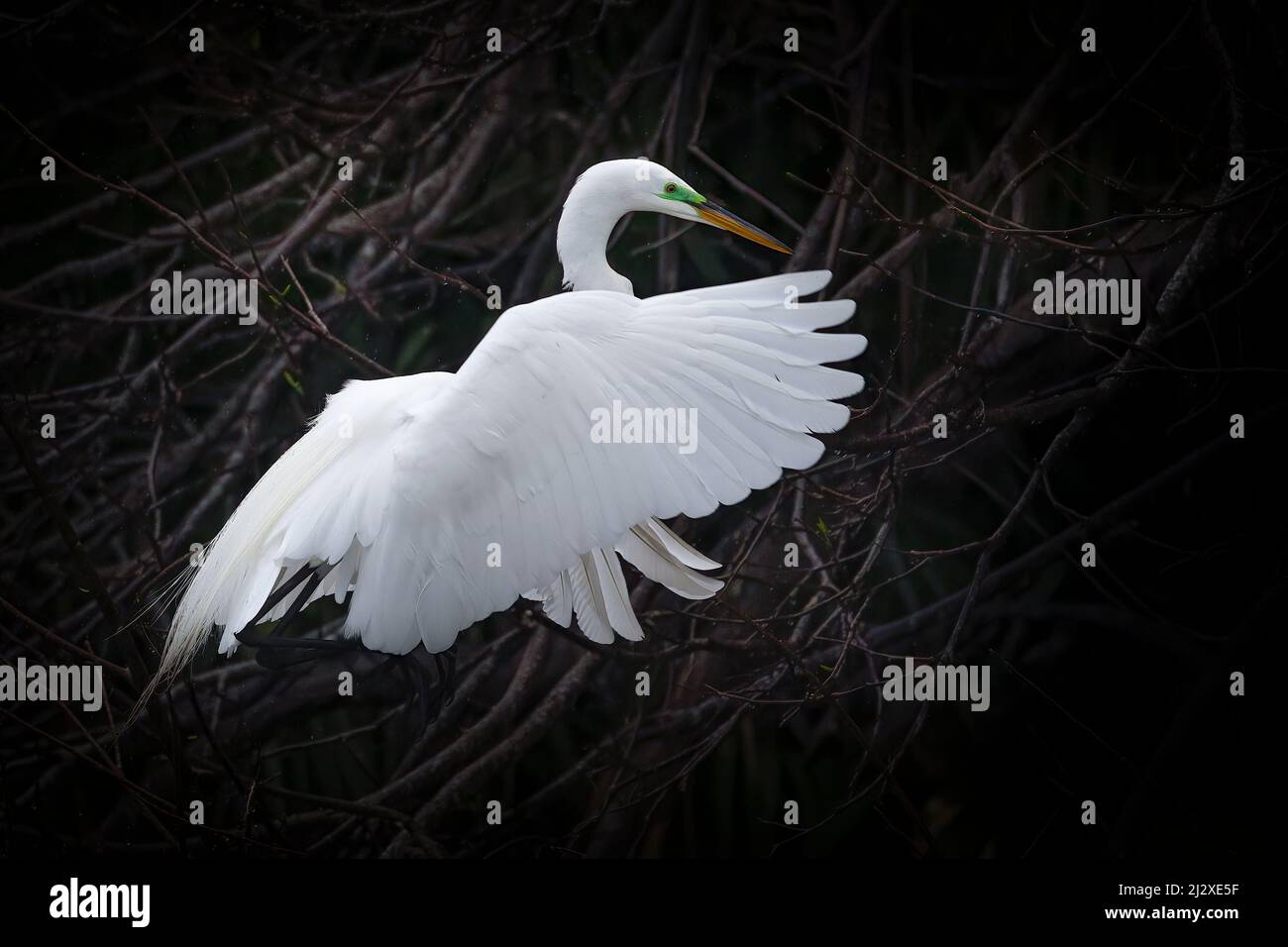 A great white egret lands in a tree in Everglades National Park. Stock Photo