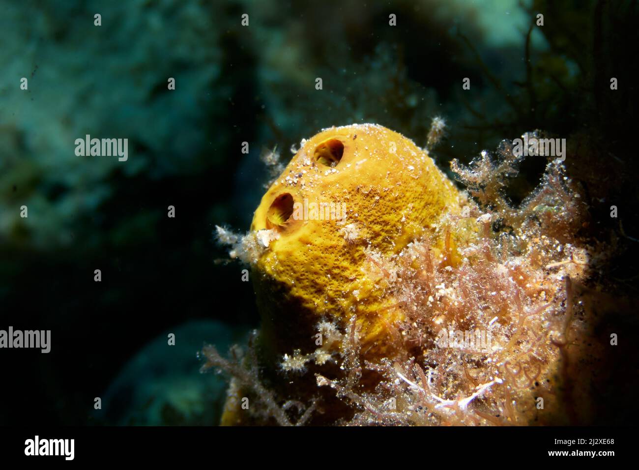 Underwater shot of a little yellow tube sponge, aplysina aerophoba