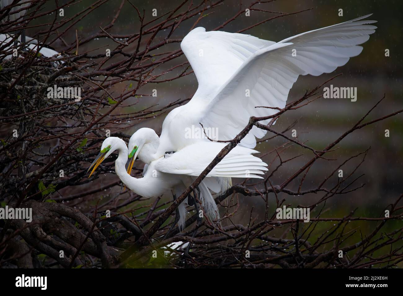 A pair of great white egrets mating in Everglades National Park. Stock Photo